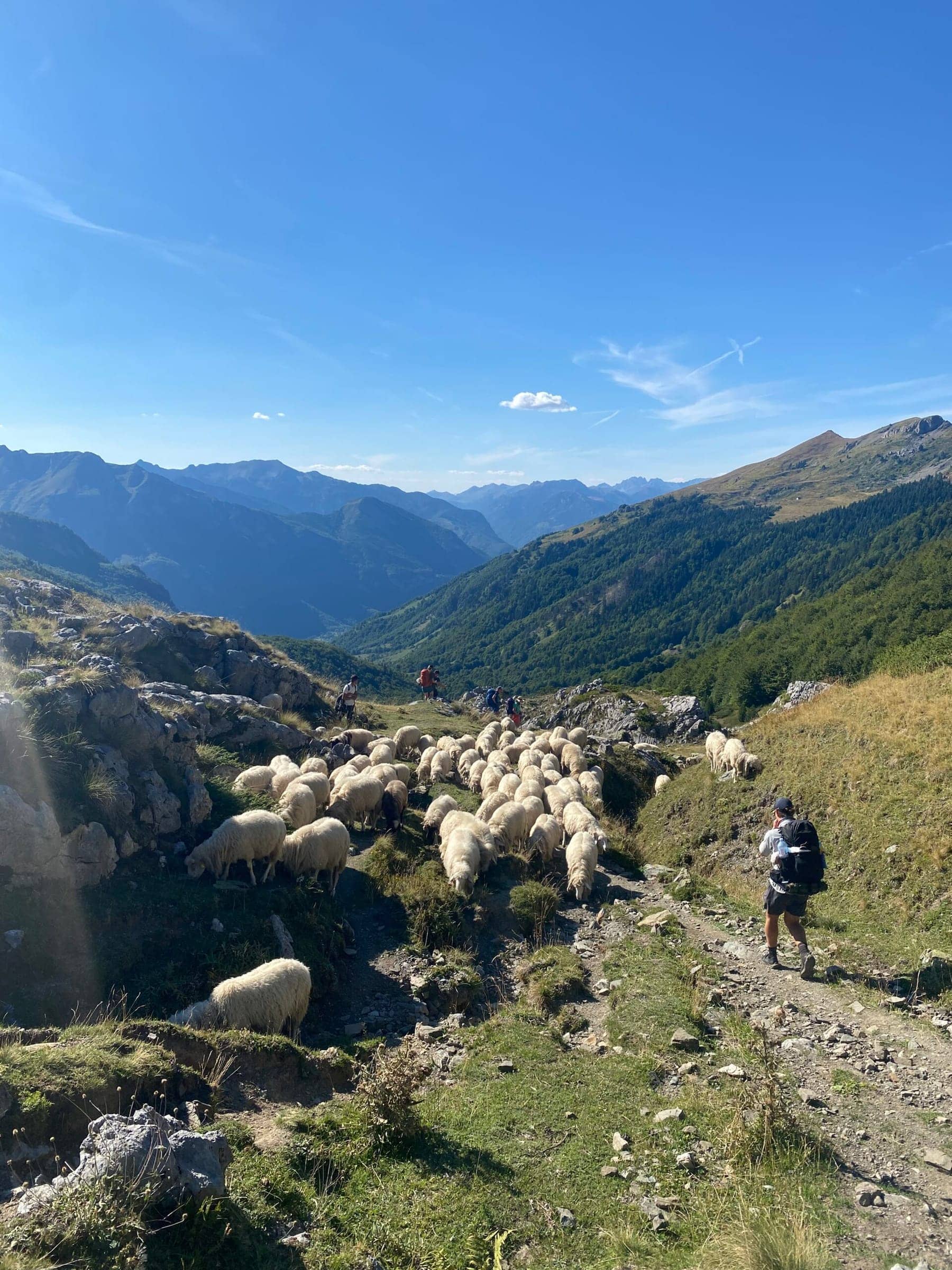 Sheep surrounding a group of hikers approaching Vusanje