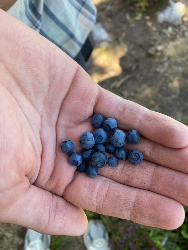 Blueberries on the Peaks of the Balkans trail