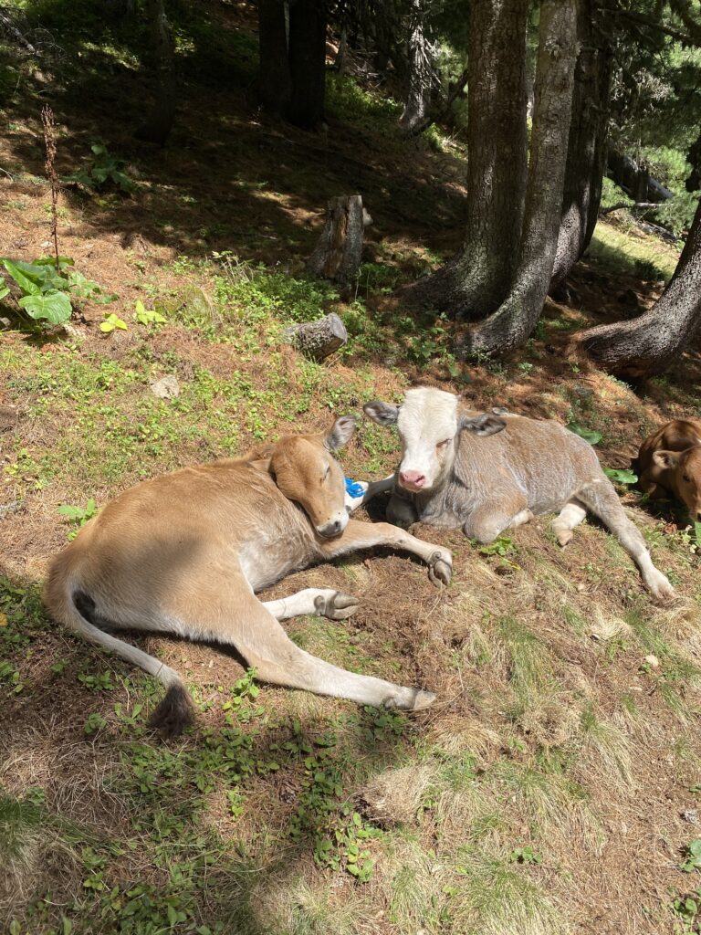 Cows grazing along the side of the trail