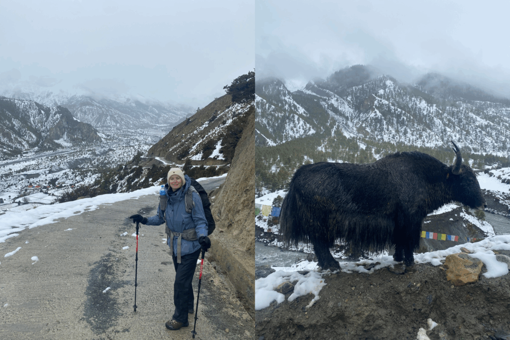 Left: Belle standing on the road which descends to Manang
Right: A yak standing on the roadside