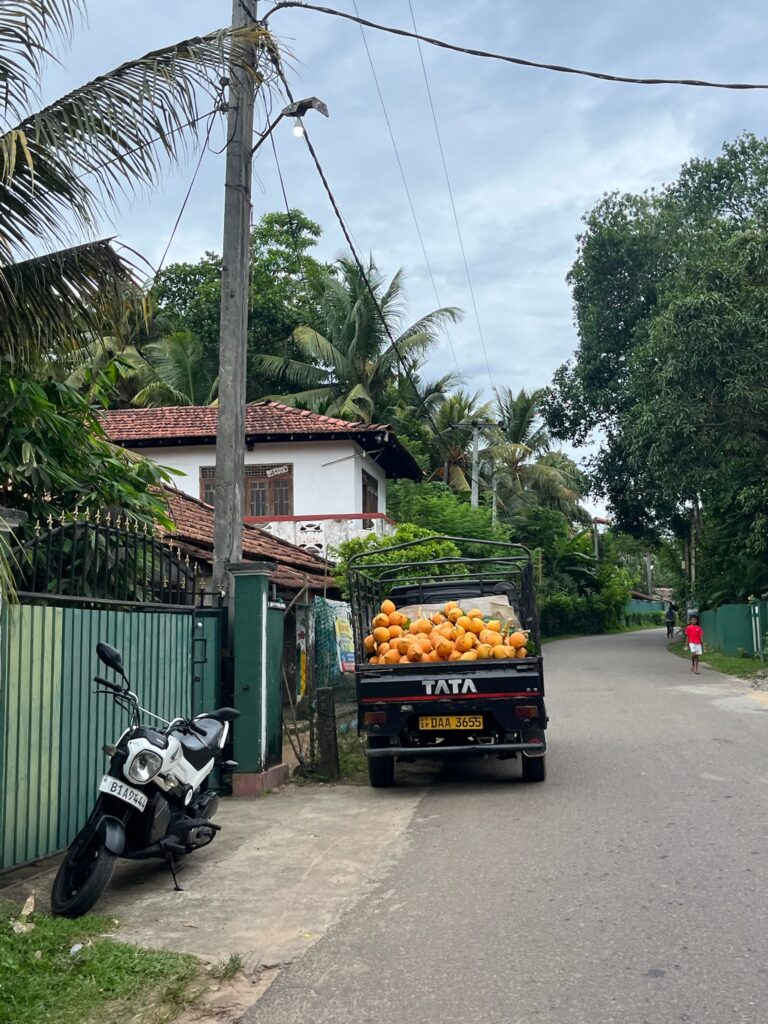 A truck full of coconuts in Midigama